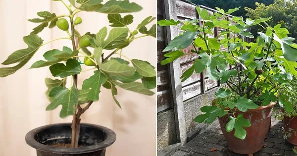 How to Grow a Fig Tree in a Pot Balcony Garden 