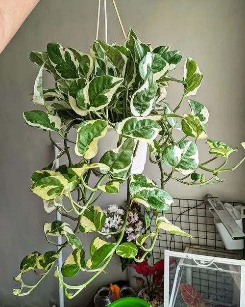 11 Houseplants to Improve Your Mental Health Best Art Zone