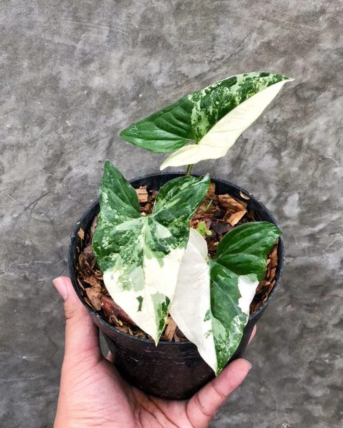 15 Houseplants that Look Like Pothos Pothos Lookalikes