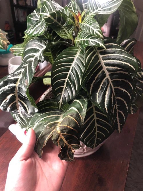 Zebra Plant Leaves Turning Brown? Tips to Save Them