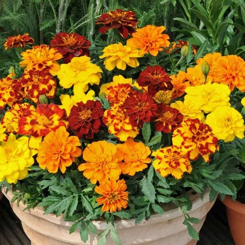 18 Best Perennial Flowers for Kentucky Balcony Garden 