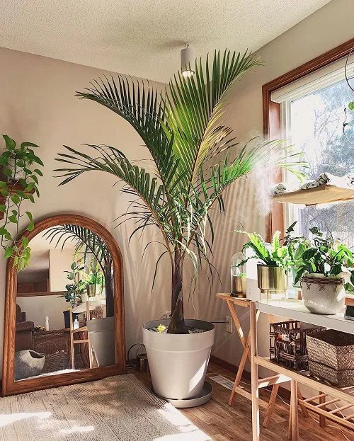 21 Tall Plants for Living Room Corner Ideas Balcony Garden 