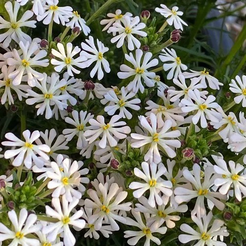 18 Stunning Flowers that Bloom at Night NightBlooming Flowers