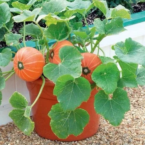 What Does a Pumpkin Plant Look Like Pumpkin Leaves Identification