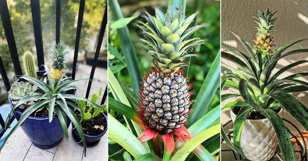 How Long Does It Take to Grow a Pineapple? Find Out!