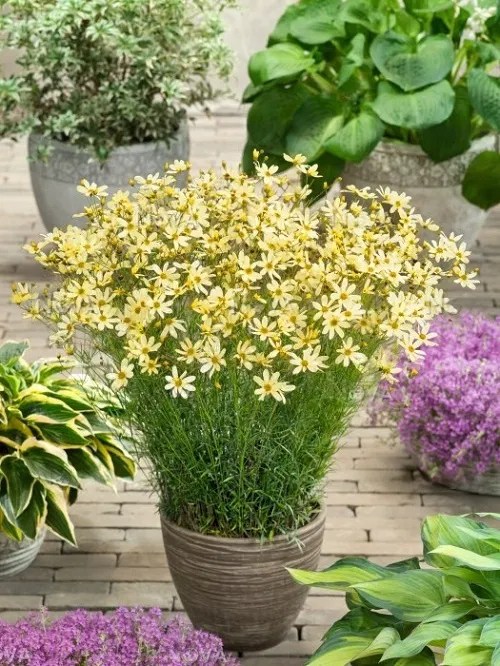 9 Best Cilantro Companion Plants Companion Planting for Cilantro