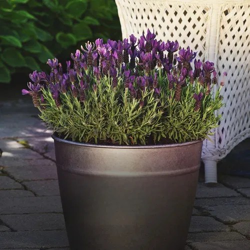 Is Lavender a Perennial or Annual 12 Best Perennial Lavender Varieties