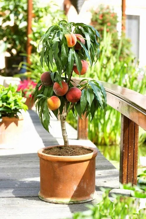 17 Dwarf Fruit Trees Under 6 Feet Balcony Garden 