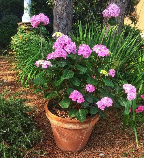 23 Plants that Don’t like Eggshells Balcony Garden Web