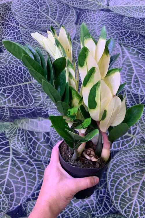5 Beautiful Variegated ZZ Plant Varieties