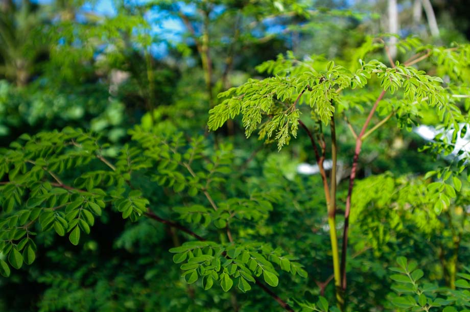 Growing Moringa Tree Balcony Garden 