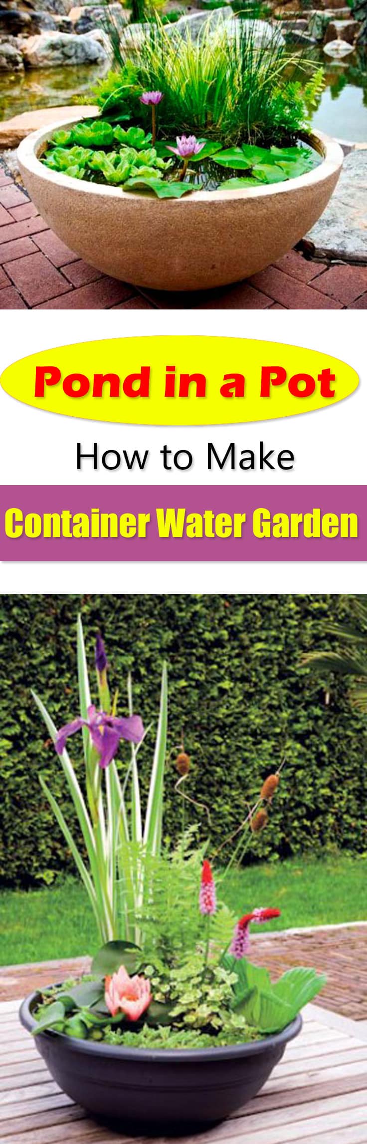 Pond in a Pot Create a Container Water Garden Balcony Garden 