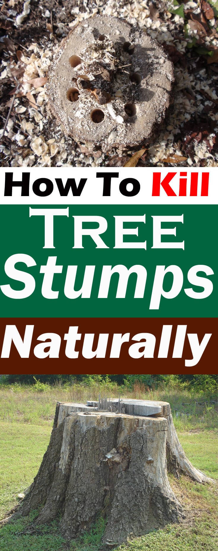 How to Kill Tree Stumps Naturally Removing Tree Stump