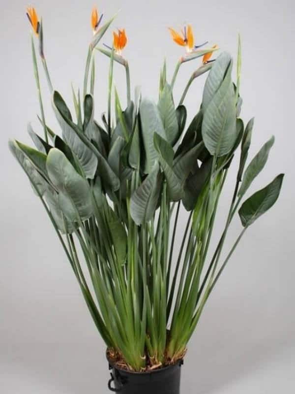 34 Poisonous Houseplants for Dogs Plants Toxic to Dogs Balcony
