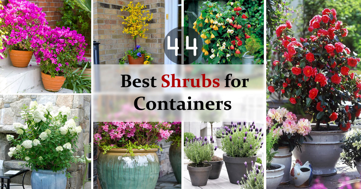 44 Best Shrubs for Containers Best Container Gardening Plants