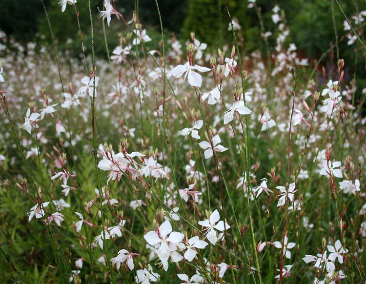 Gaura Plant Care and Growing How to Grow Gaura Balcony