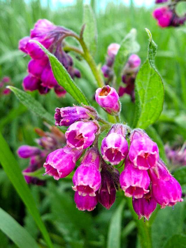 Best Edible Weeds You Didn't Know You Could Eat Balcony Garden 