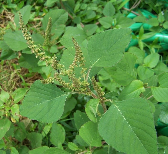 Best Edible Weeds You Didn't Know You Could Eat Balcony