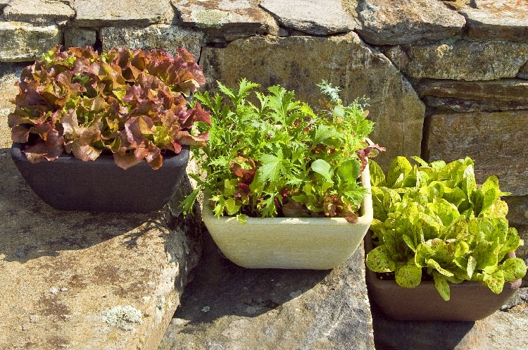 Growing Lettuce In Containers How To Grow Lettuce In Pots Balcony
