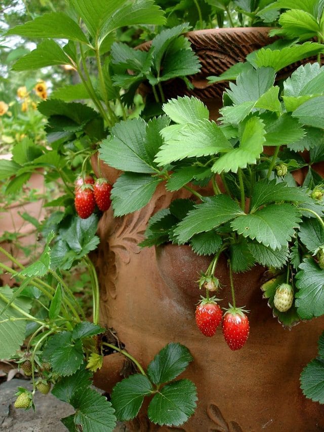 19 Smart DIY Ideas for Growing Strawberries in Small Space