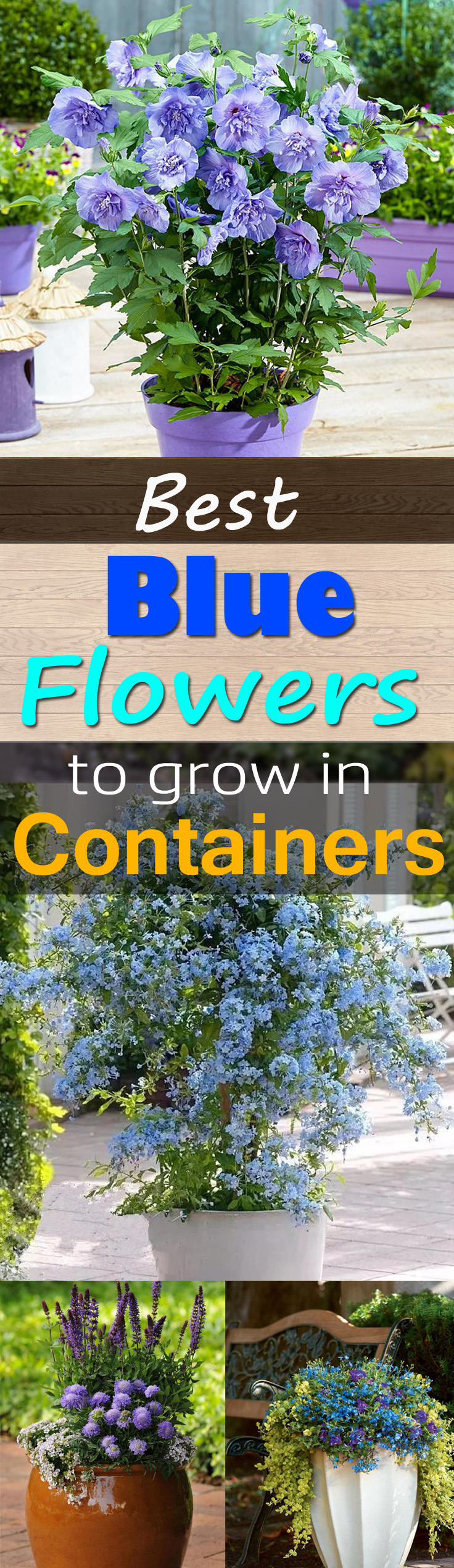 Best Blue Flowers To Grow In Containers Balcony Garden 