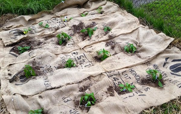 Burlap For Plants