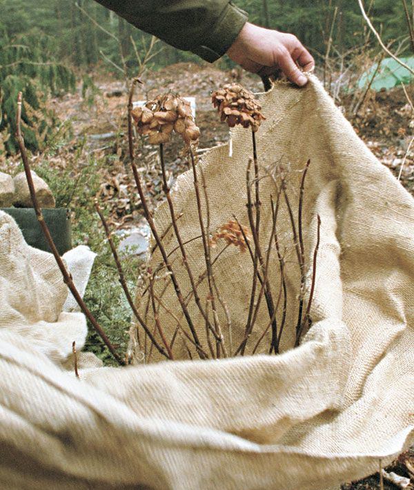 Burlap For Plants 15 Practical Burlap Uses In The Garden