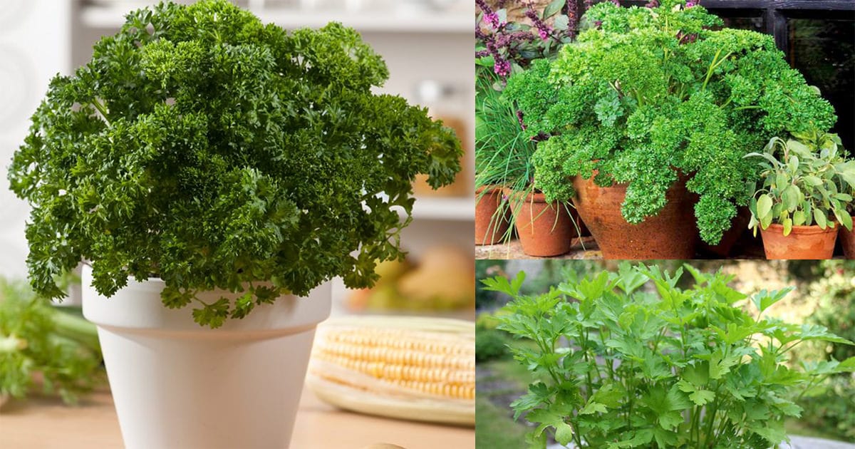 Growing Parsley In Pots How To Grow Parsley In Containers And Its