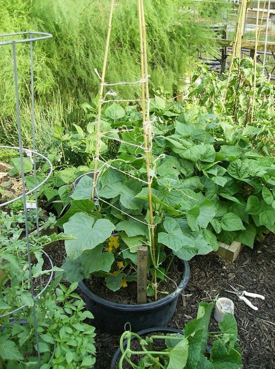 How To Attach Plant Pots To Trellis at Cody Hayward blog