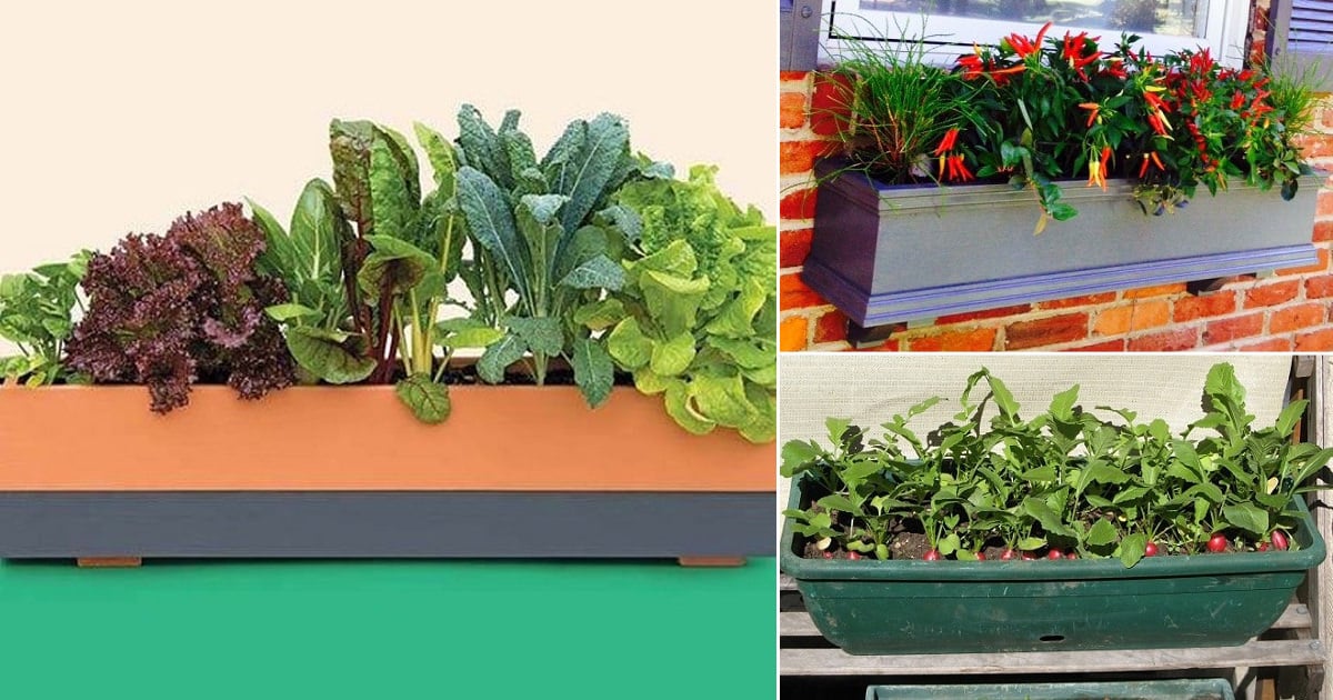 Best Window Box Vegetables How To Make a Window Box Vegetable Garden
