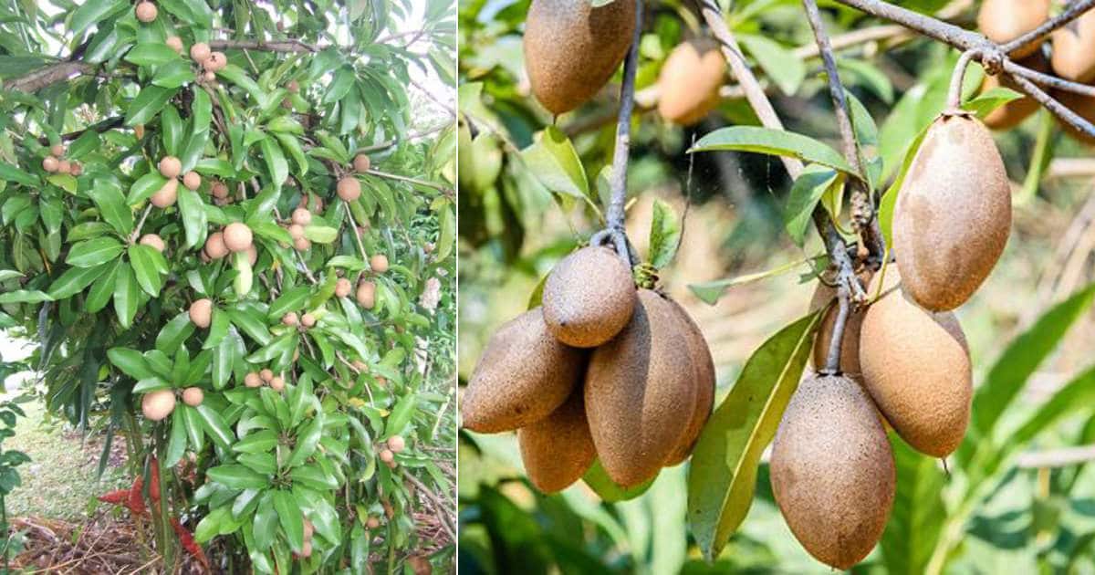 Growing Sapodilla Tree and Care How to Grow a Sapodilla Tree
