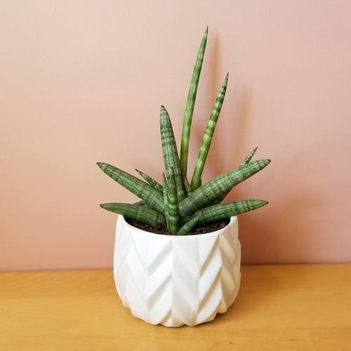 12 Popular African Houseplants that Everybody Wants To Grow African