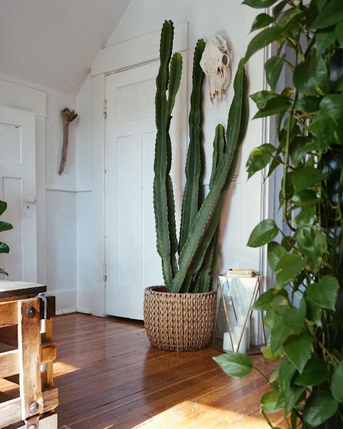 42 Pictures of Different Types of Cactus Plants You Can Grow at Home