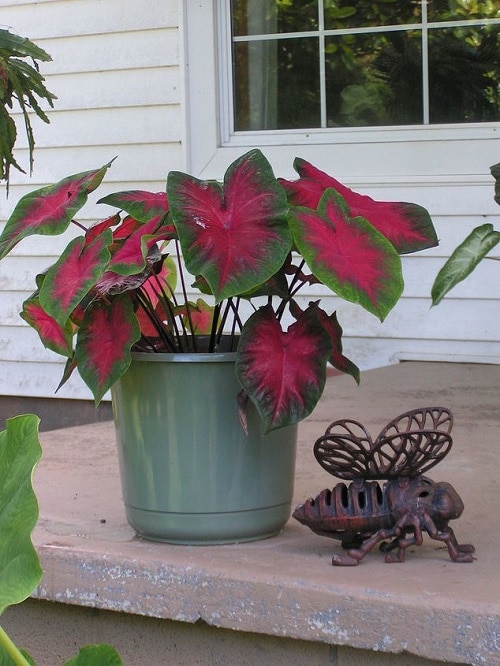 Plants for North Facing Balcony Garden