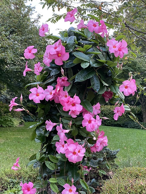 Mandevilla fragrant vine in garden