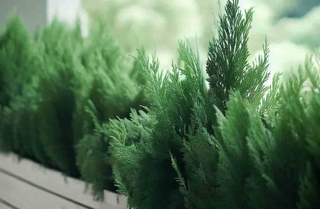 The Best Tall Potted Plants for Privacy on Balcony or Patio