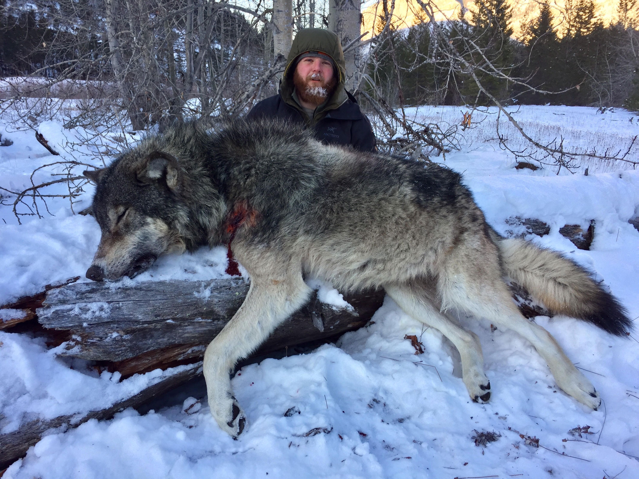 Wolf Hunting Trips in British Columbia with Baldy Mountain Outfitters