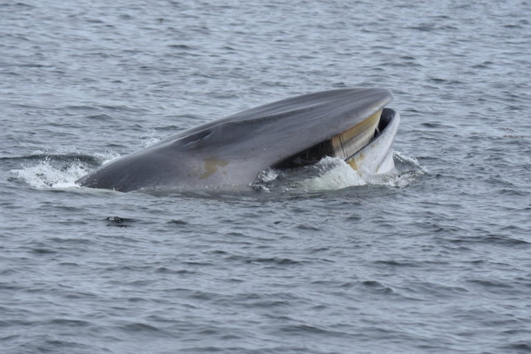 Do whales drink salt water? Baleines en direct