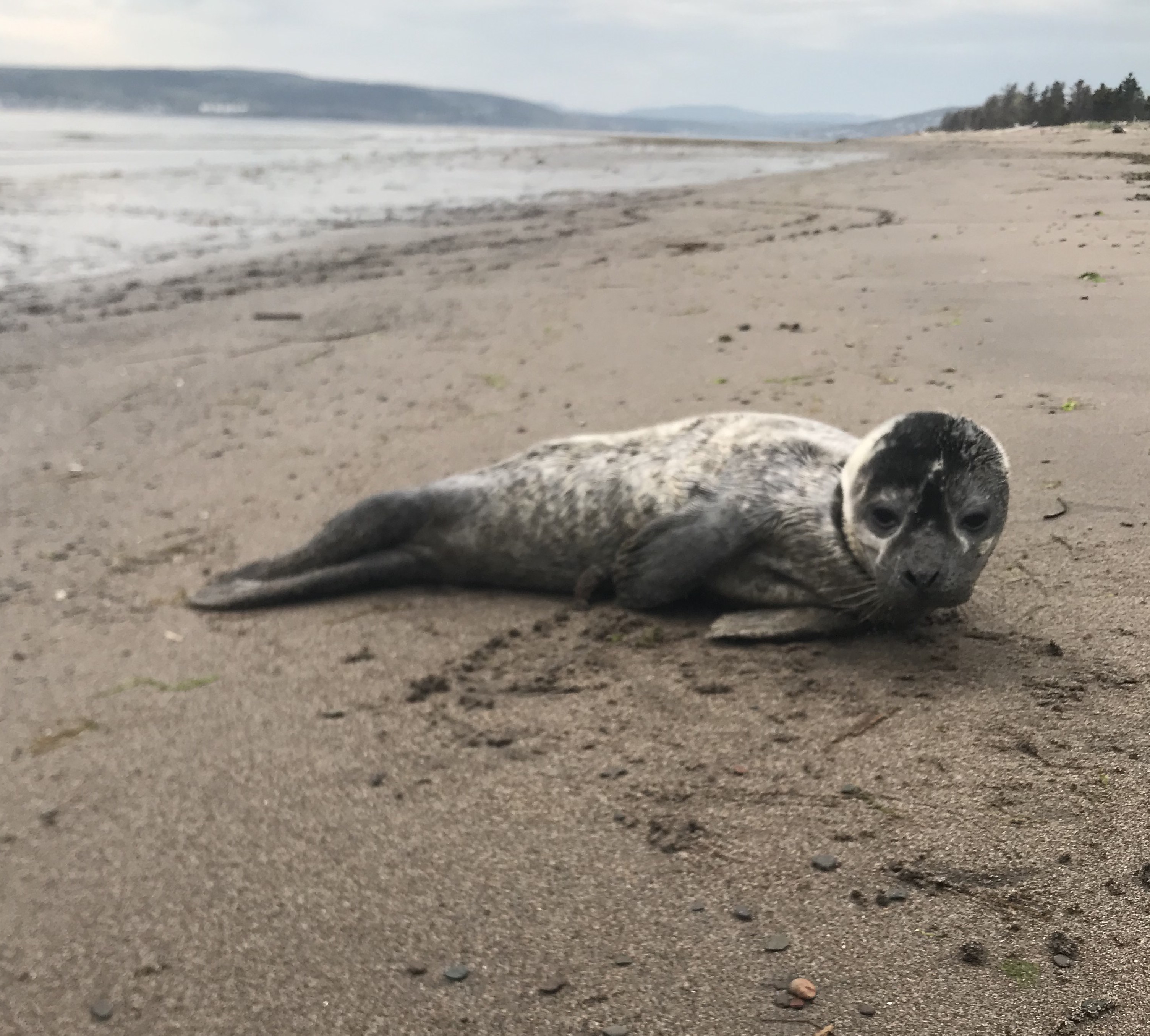 Protecting Young Harbour Seals on the Beaches Baleines en direct