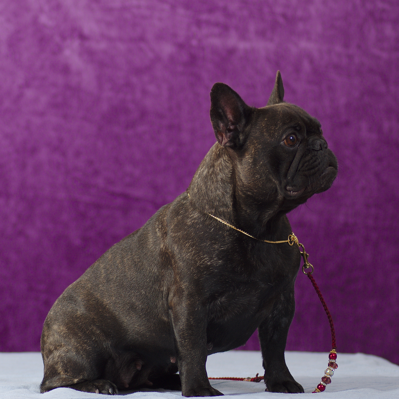 Planerade valpkullar Fransk Bulldog Kennel Baleyco