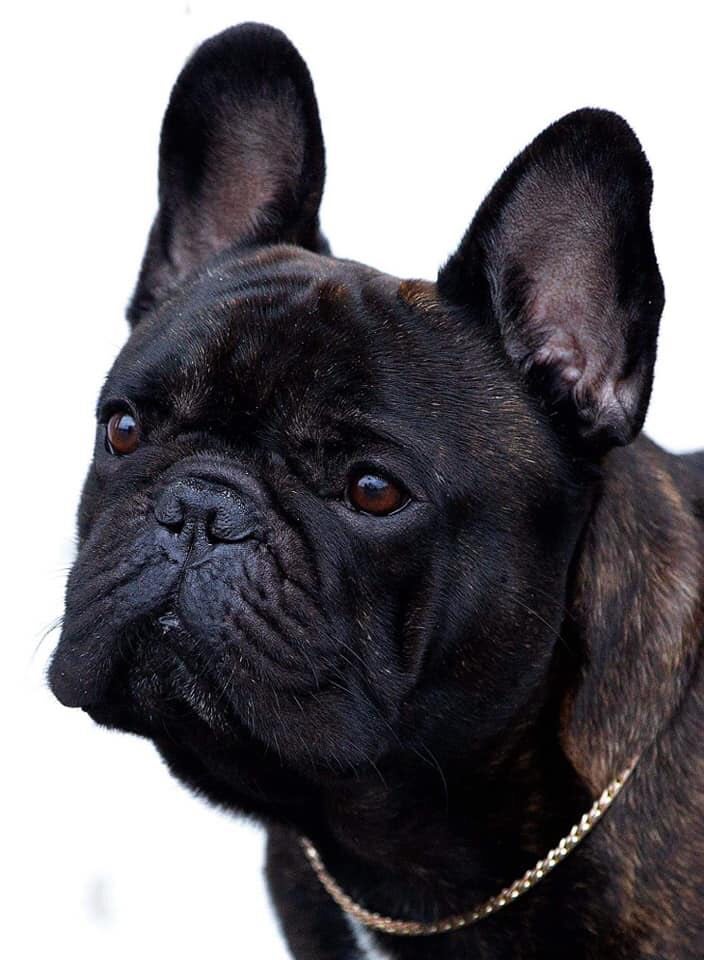 Planerade valpkullar Fransk Bulldog Kennel Baleyco