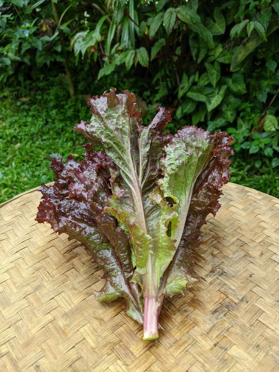 Natural Lettuce Lollo Rosa Bali Direct Bali's Online Whole Foods Store