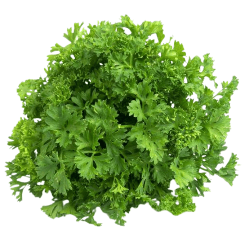Hydro Italian Parsley Bali Direct Bali's Online Whole Foods Store