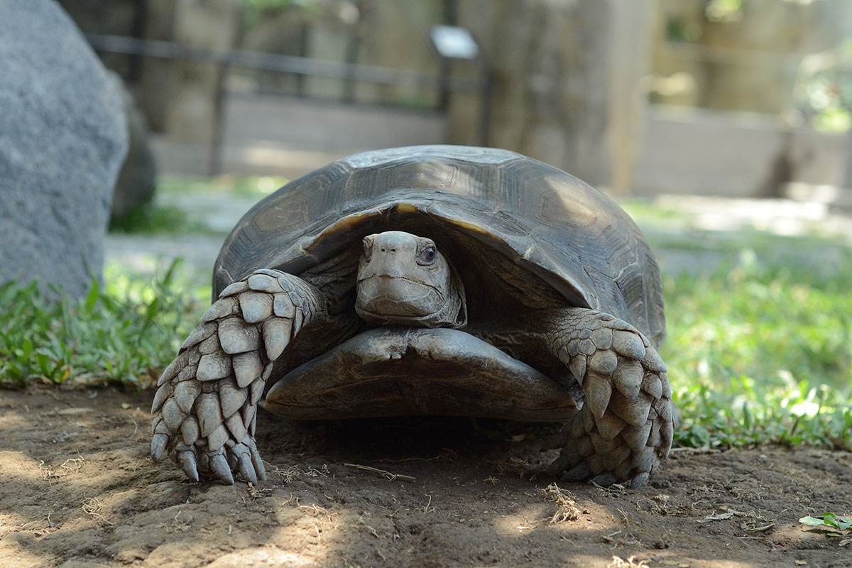 Turtle 3 Bali Reptile Park Where Hot and ColdBlooded Meet