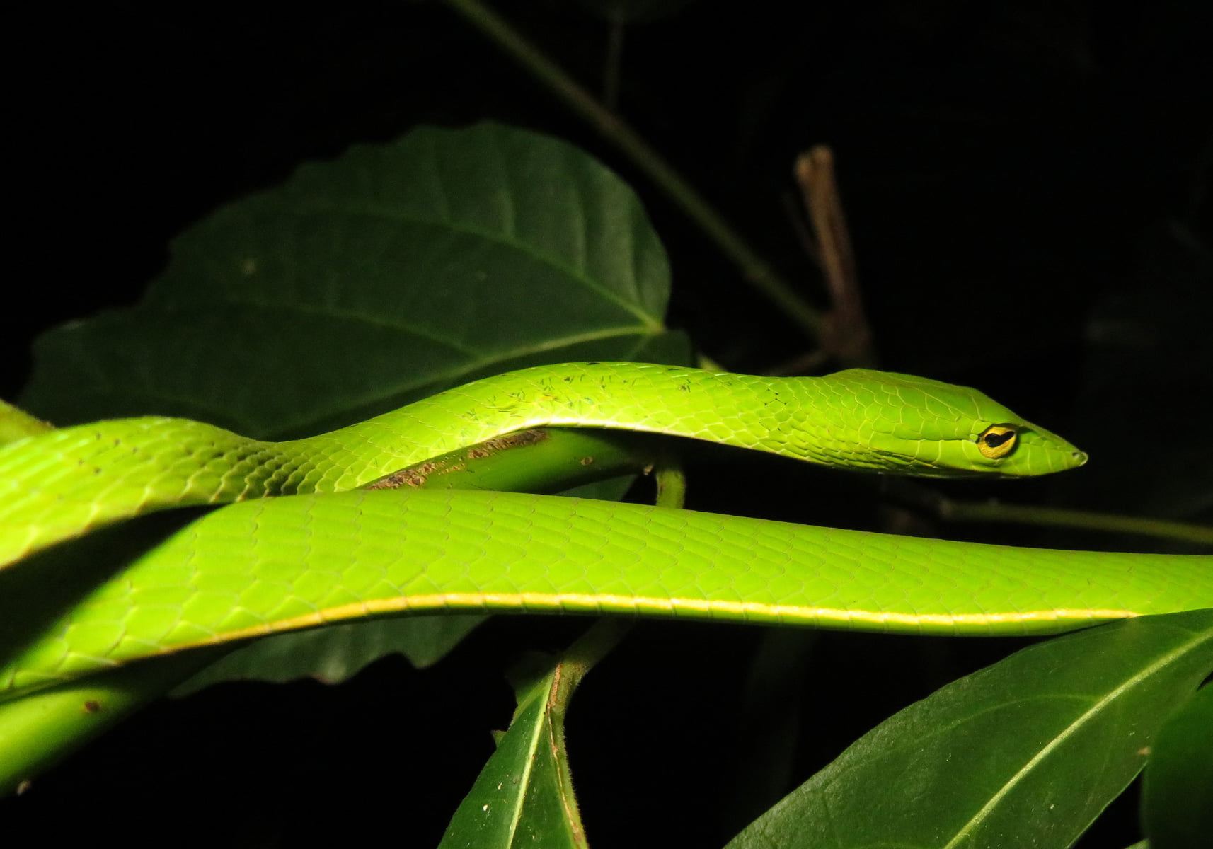 Green Vine Snake (Ahaetulla prasina) Bali Wildlife