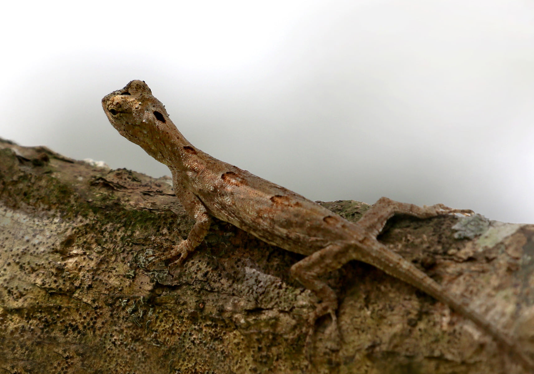 Common Flying Lizard (Draco volans) Bali Wildlife
