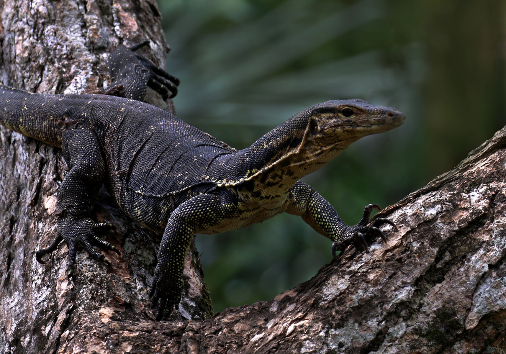 Asian Water Monitor (Varanus salvator) Bali Wildlife