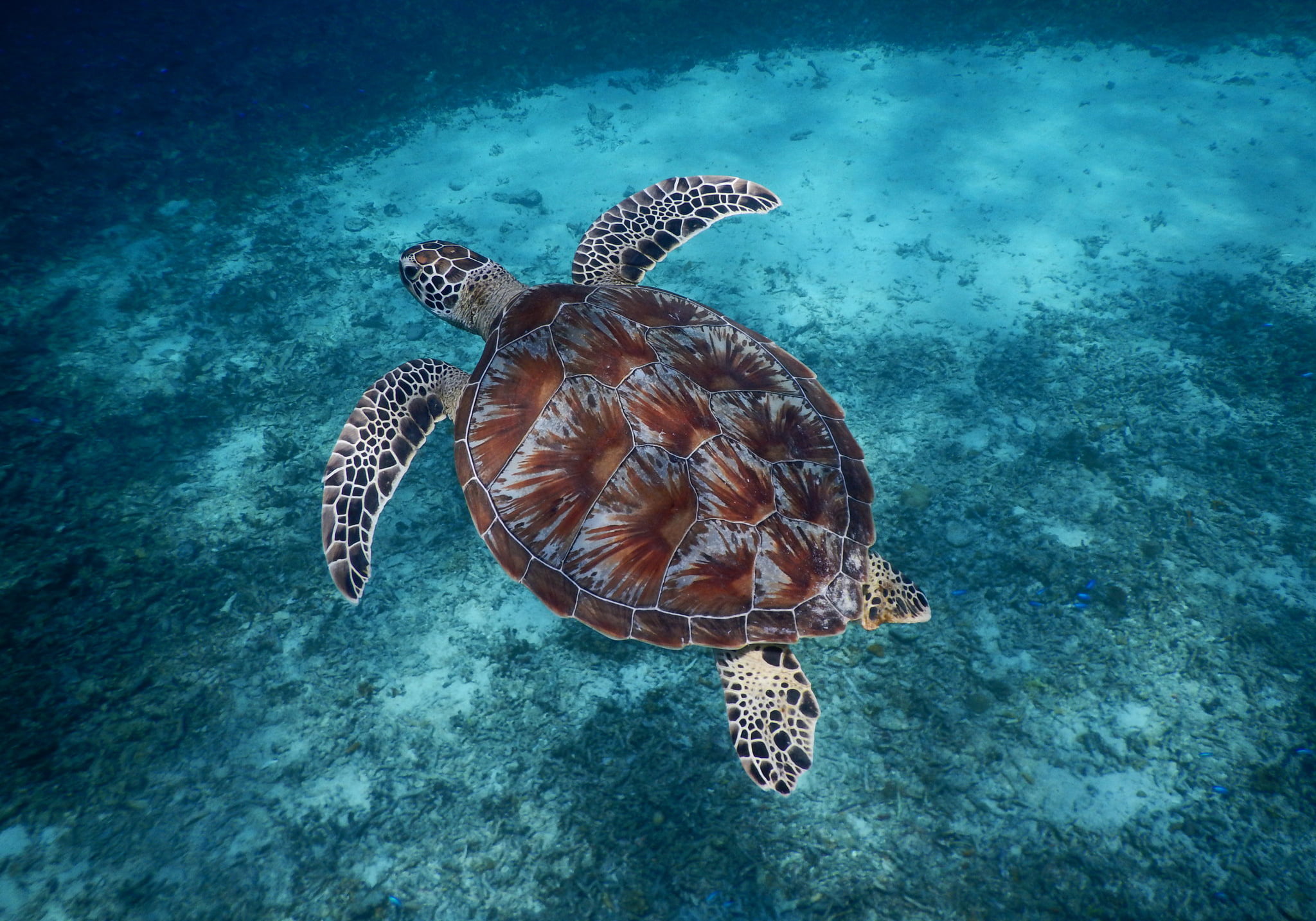 Green Sea Turtle (Chelonia mydas) Bali Wildlife