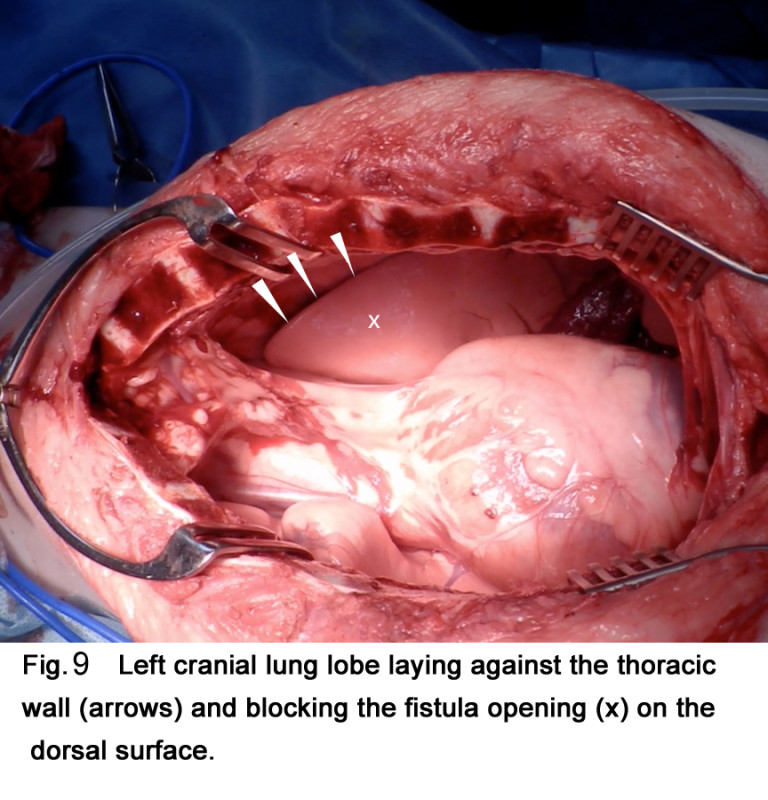 Alveolarpleural fistula, causing spontaneous pneumothorax in a dog