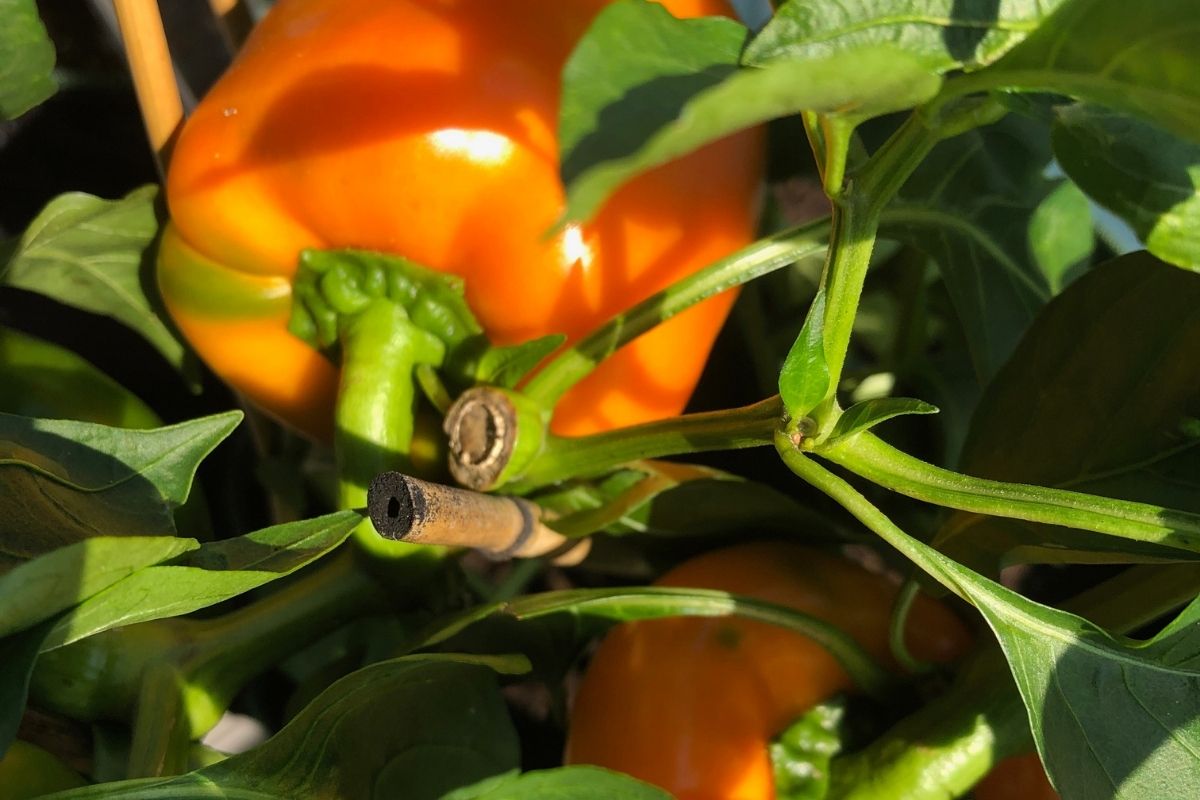 Paprika auf dem Balkon anbauen 7 Tipps und es gelingt